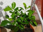 IMG_20200802_135336.jpg
