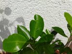 IMG_20200802_135339.jpg