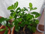 IMG_20200802_135344.jpg