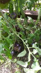 20200802_144219.jpg