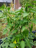 20200802_174856.jpg 20200802_174856.jpg