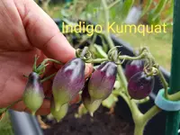 20200802_180441.jpg 20200802_180441.jpg