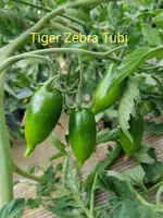 20200802_180637.jpg 20200802_180637.jpg