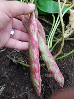 20200802_175315.jpg 20200802_175315.jpg