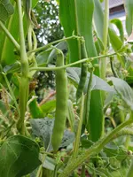 20200802_175346.jpg 20200802_175346.jpg