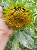 20200802_175355.jpg 20200802_175355.jpg