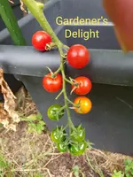 20200802_180722.webp 20200802_180722.webp