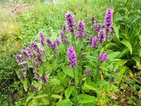 DSCF3986 (2).webp