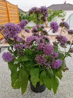 IMG_20200803_102938.webp