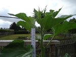 k-DSC03247.JPG