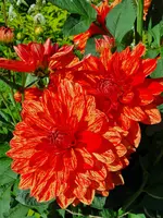 20200801_094956.webp
