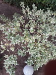 20200803_194830.jpg