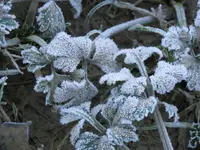 winter (2).JPG