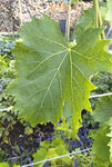 IMG_20200804_2046002.jpg