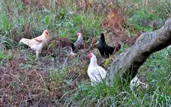 IMG_0035 v (2).webp