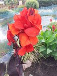 02.1 Canna.jpg