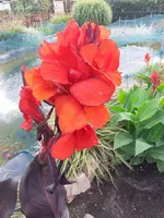 02.1 Canna.webp
