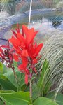 02.2 Canna (2).jpg