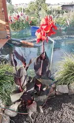 02.3 Canna.webp
