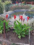 02.6 Canna (2).jpg
