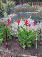 02.6 Canna (2).webp