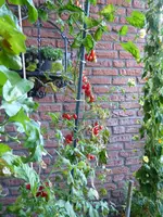 P1010552.webp