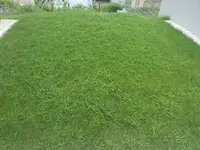 Rasen 1.webp