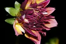 Dahlie_Ohrwurm_01.webp
