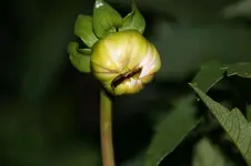 Dahlie_Ohrwurm_03.webp