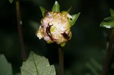 Dahlie_Ohrwurm_04.webp