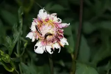 Dahlie_Ohrwurm_05.webp