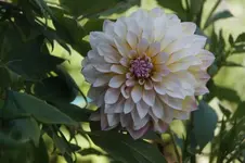Dahlie_intakt_01.webp