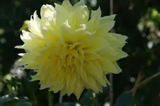Dahlie_intakt_02.webp