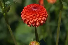 Dahlie_intakt_03.jpg