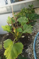 Zucchini_1.webp