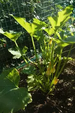Zucchini_3.webp