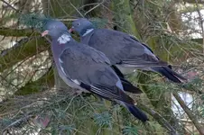 tauben.webp