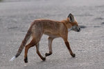 fuchs.jpg