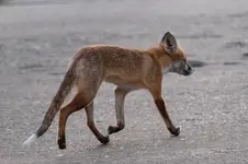 fuchs.webp