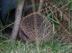 igel.jpg