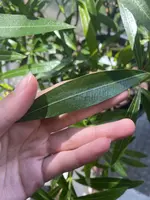 IMG_2784.webp