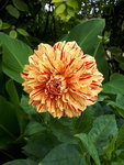 20200804_130901.jpg