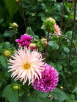 20200804_130910.jpg