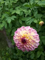 20200804_130920.webp