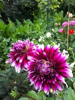 20200804_131007.webp