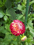 20200804_130941.jpg