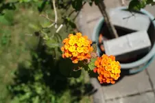 wandelröschen.webp