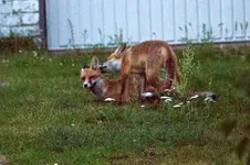 fuechse.webp