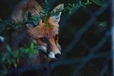 fuchs_im_gruen.jpg
