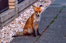 fuchs_buergersteig.webp